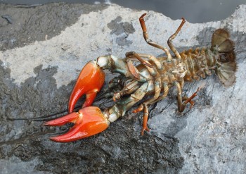 Invasive American signal crayfish