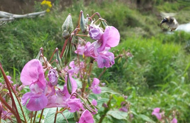A bee about to land on a Himalayan balsam flower